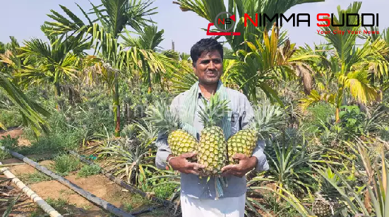 ಹಾವೇರಿ: ಕೃಷಿ ತಜ್ಞರು, ಒಂದು ಎಕರೆ ಅಡಿಕೆ ತೋಟದಲ್ಲಿ ಮೀಶ್ರ ಬೆಳೆಯಾಗಿ ಅನಾನಸ್ ಬೆಳೆದು ಬೀಗಿದ ಹಾವೇರಿ ರೈತ