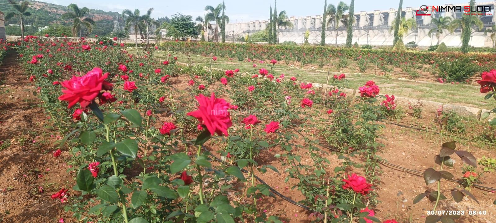 ಈರುಳ್ಳಿ, ಮೆಣಸಿನಕಾಯಿ ಬೆಳೆ ನಿರ್ವಹಣೆ