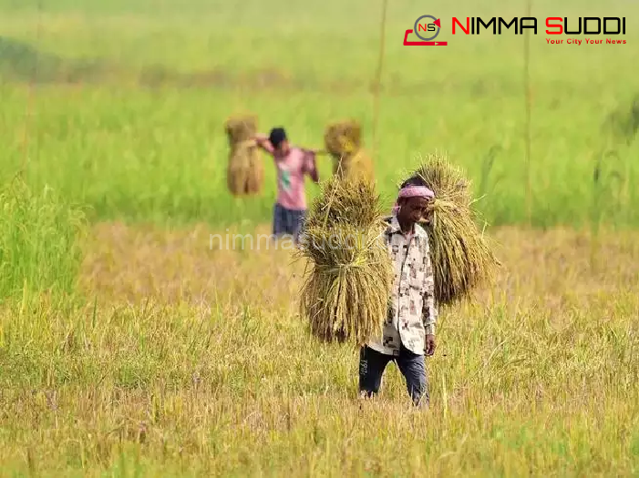 ಚಿಕ್ಕಮಗಳೂರನಲ್ಲಿ ಭತ್ತದ ಪೈರು ತುಳಿದು ನಾಶ, ಕಾಟಿ ಕಾಟಕ್ಕೆ ರೈತರು ಕಂಗಾಲು