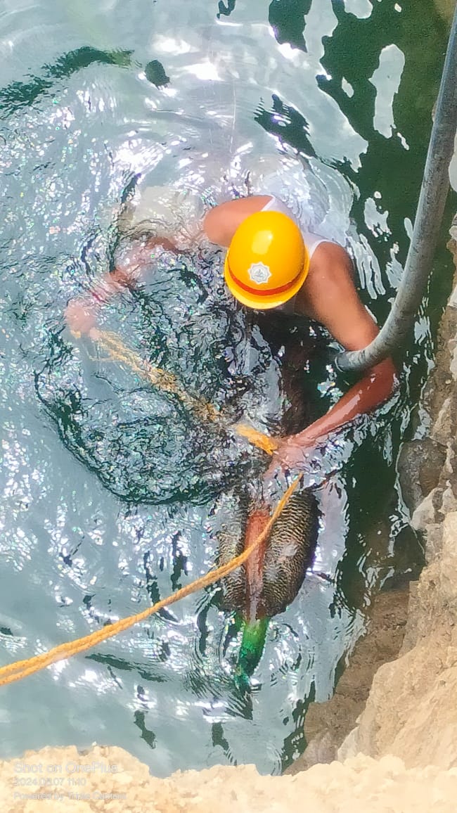 ಬಾವಿಯಲ್ಲಿ ಬಿದ್ದಿದ್ದ ನವಿಲು ರಕ್ಷಣೆ